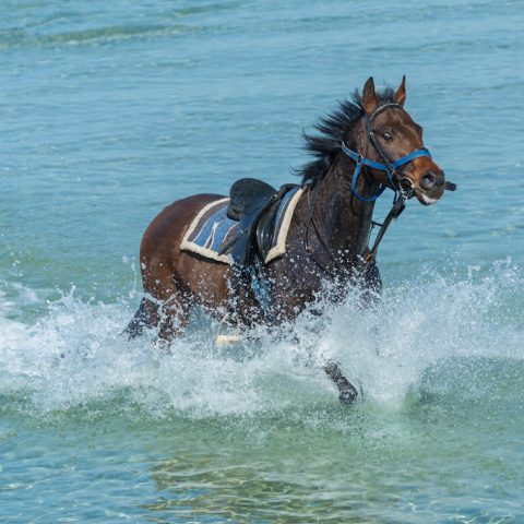 Pferd ohne Reiter und meer - Wustrow am Strand